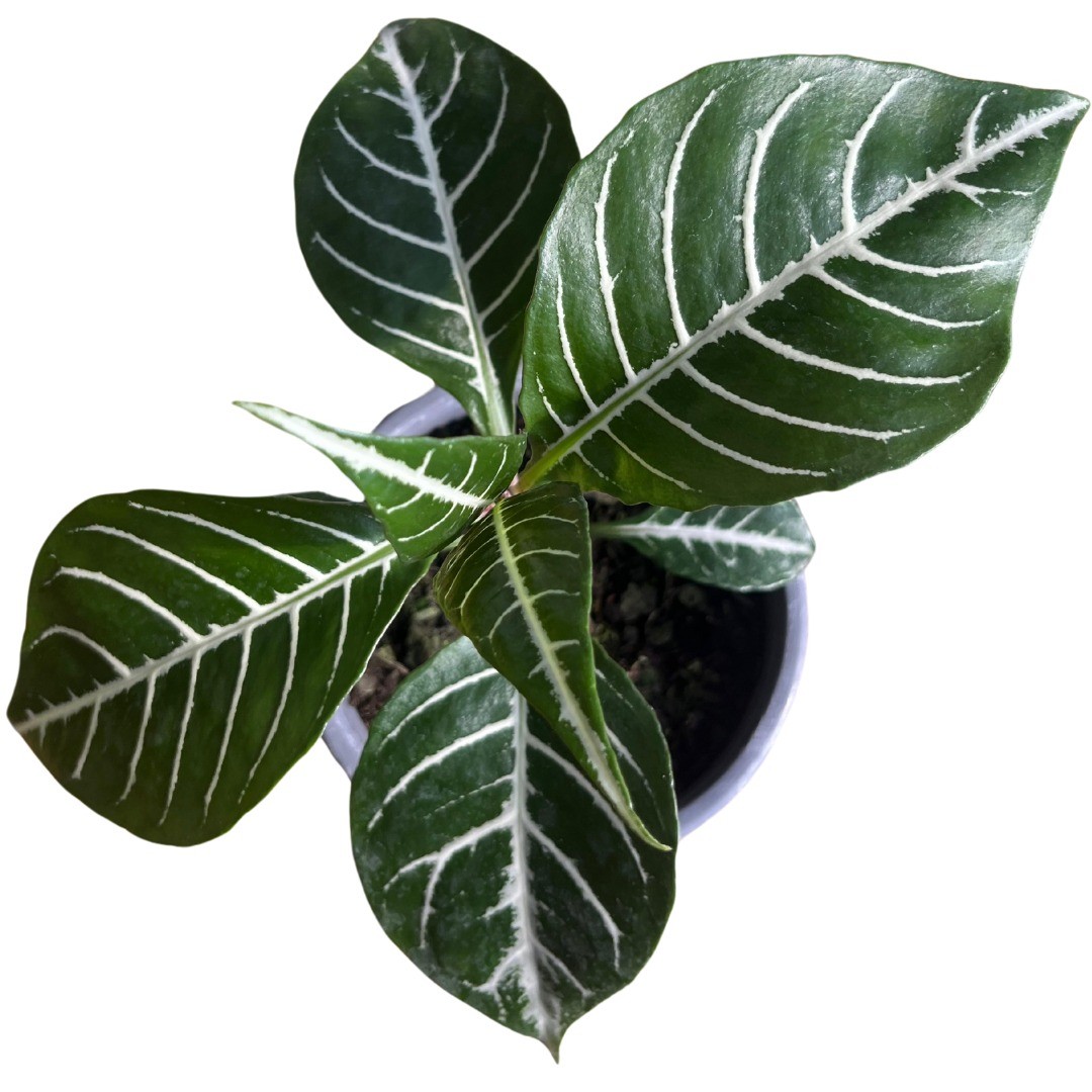 Aphelandra