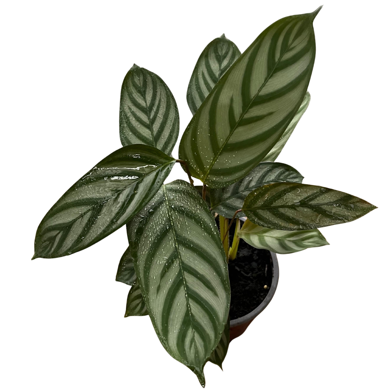 Calathea Setosa