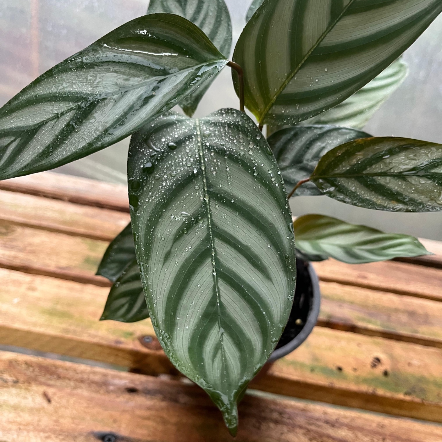 Calathea Setosa - Vista previa