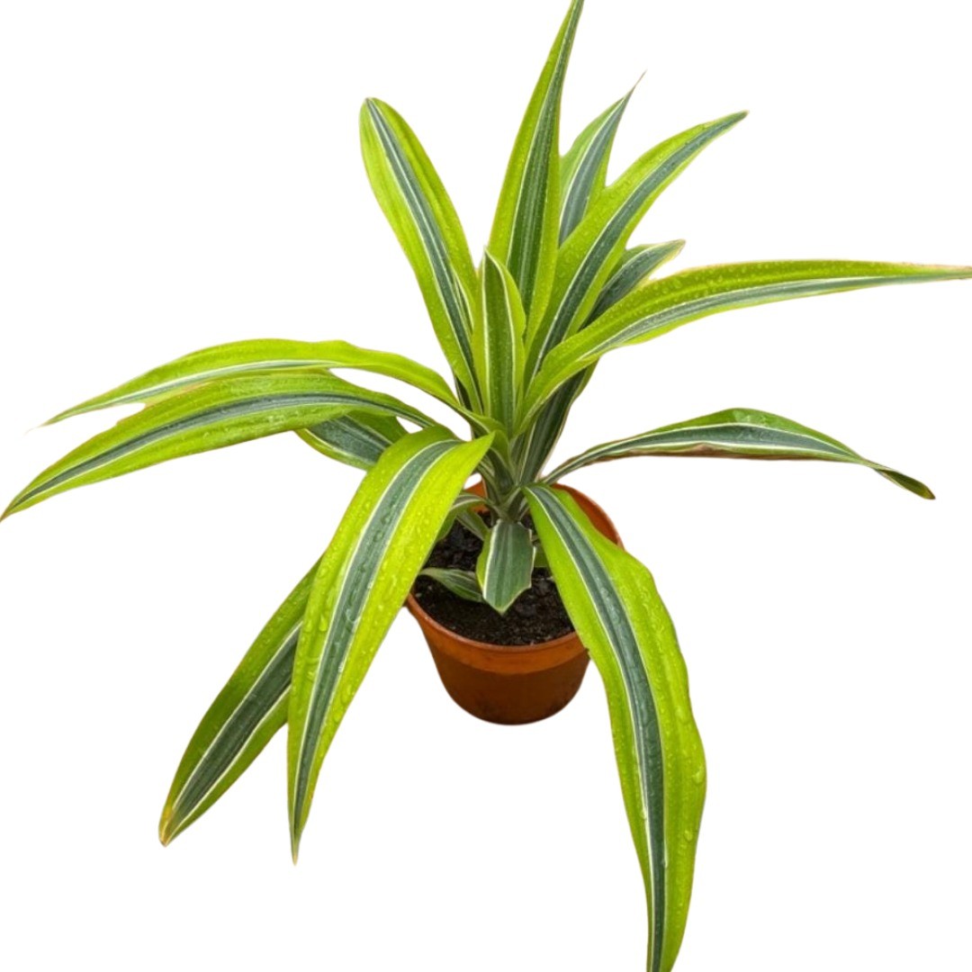 Dracena Lemon Lime
