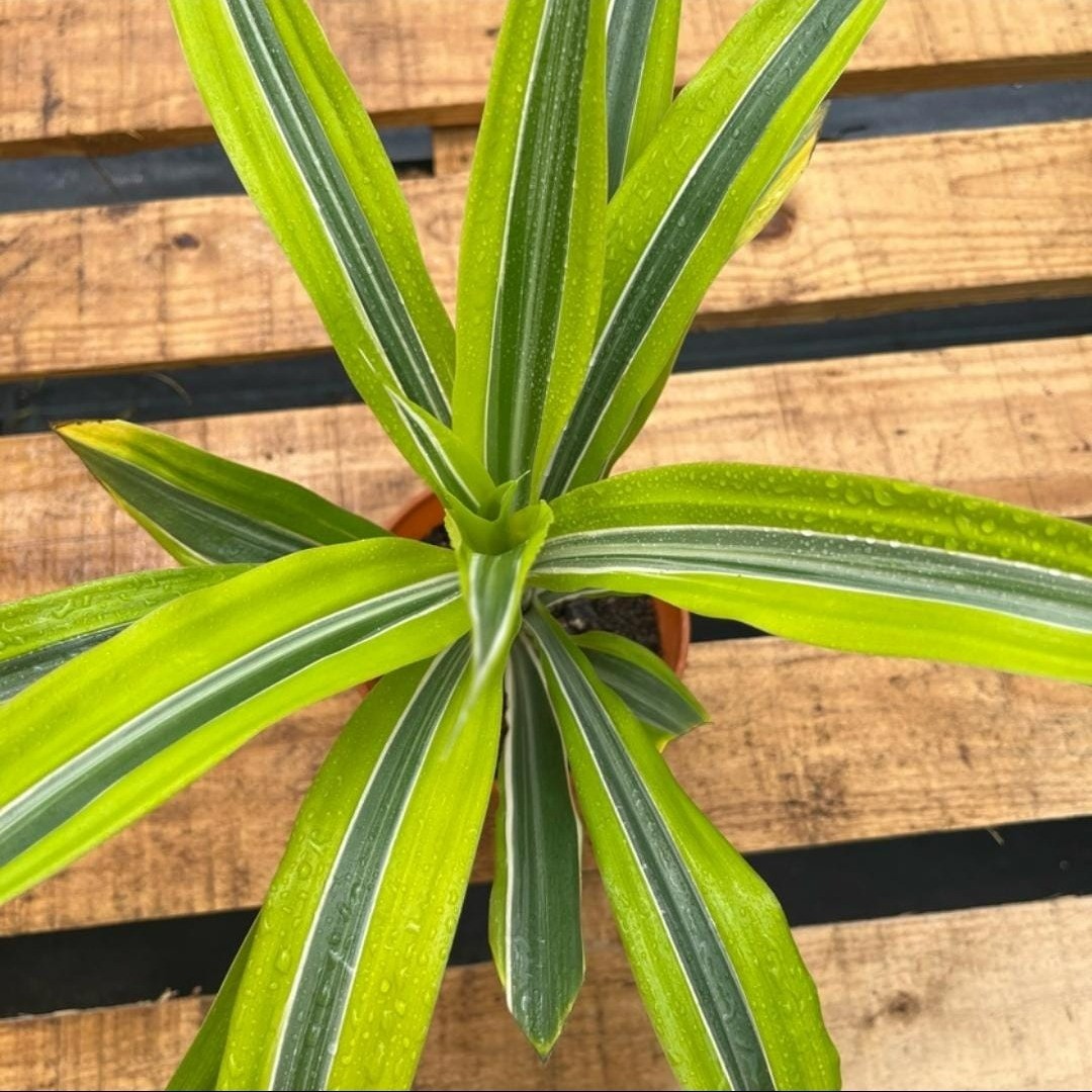 Dracena Lemon Lime - Vista previa