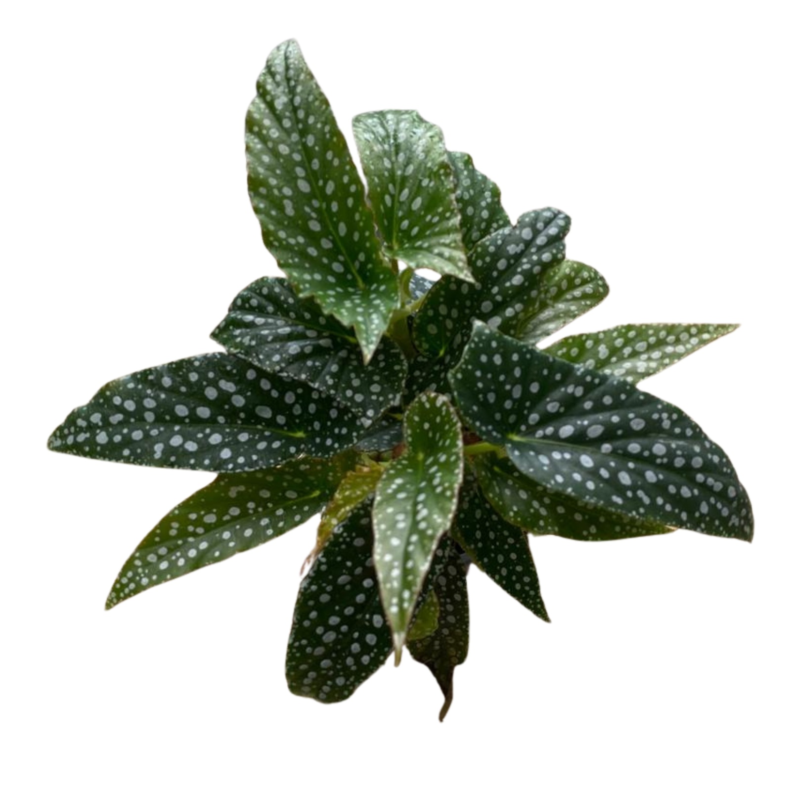 Begonia White Ice