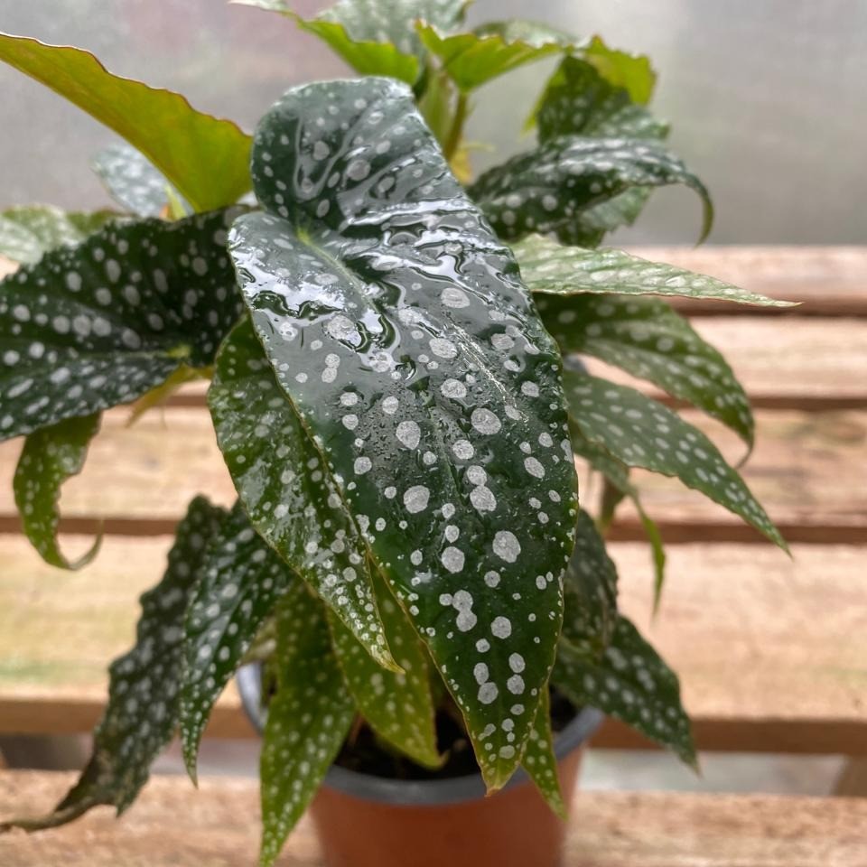 Begonia White Ice - Vista previa