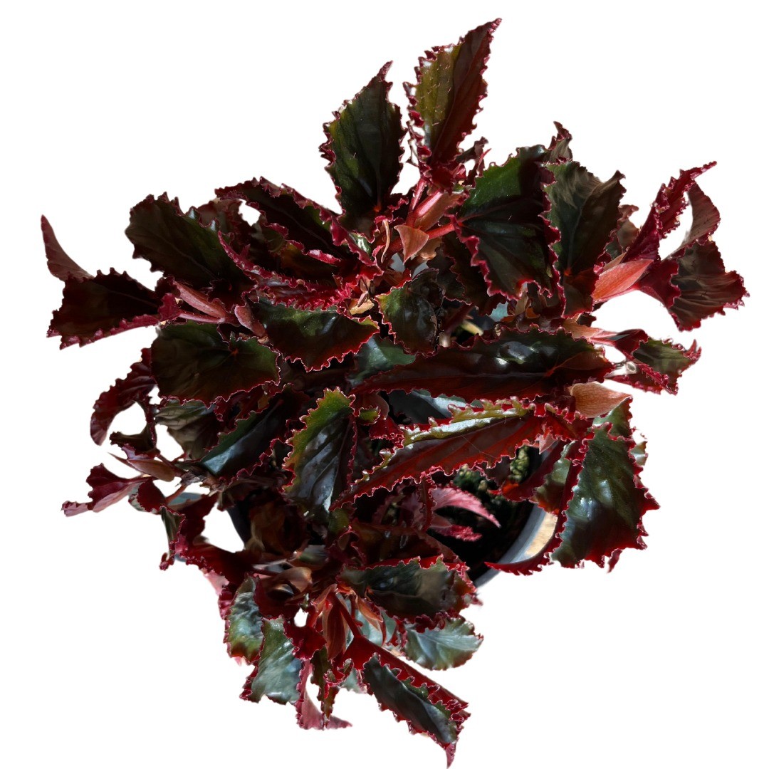 Begonia Black Magic