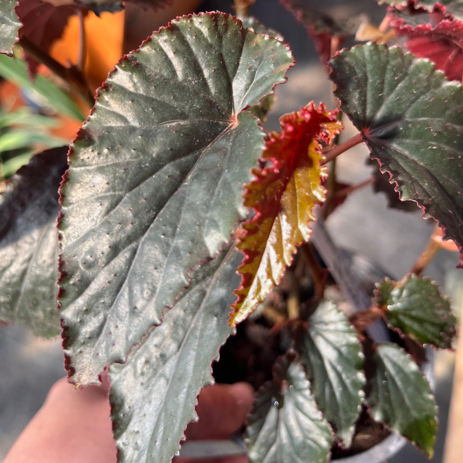 Begonia Black Magic - Vista previa