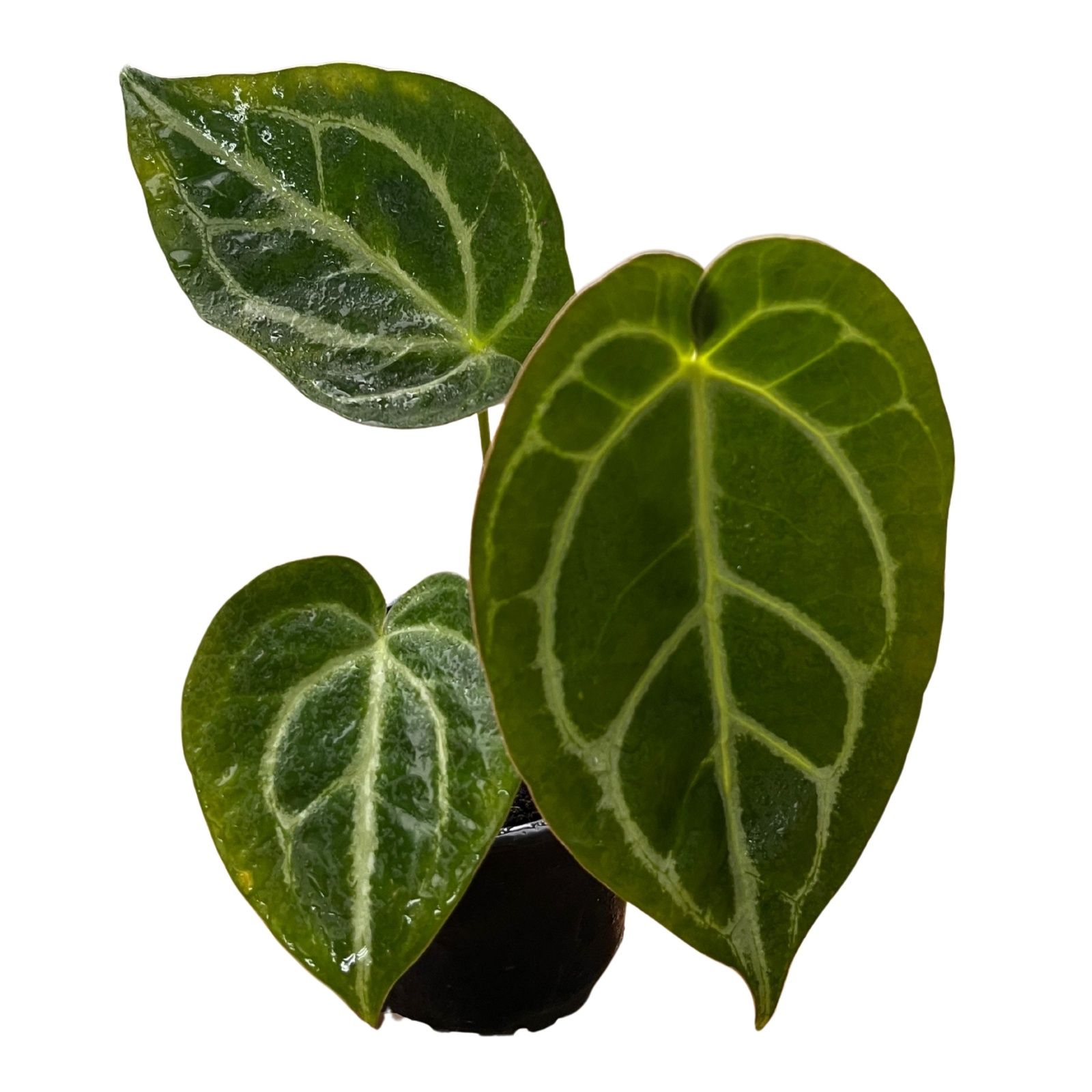  Anthurium Crystallinum 