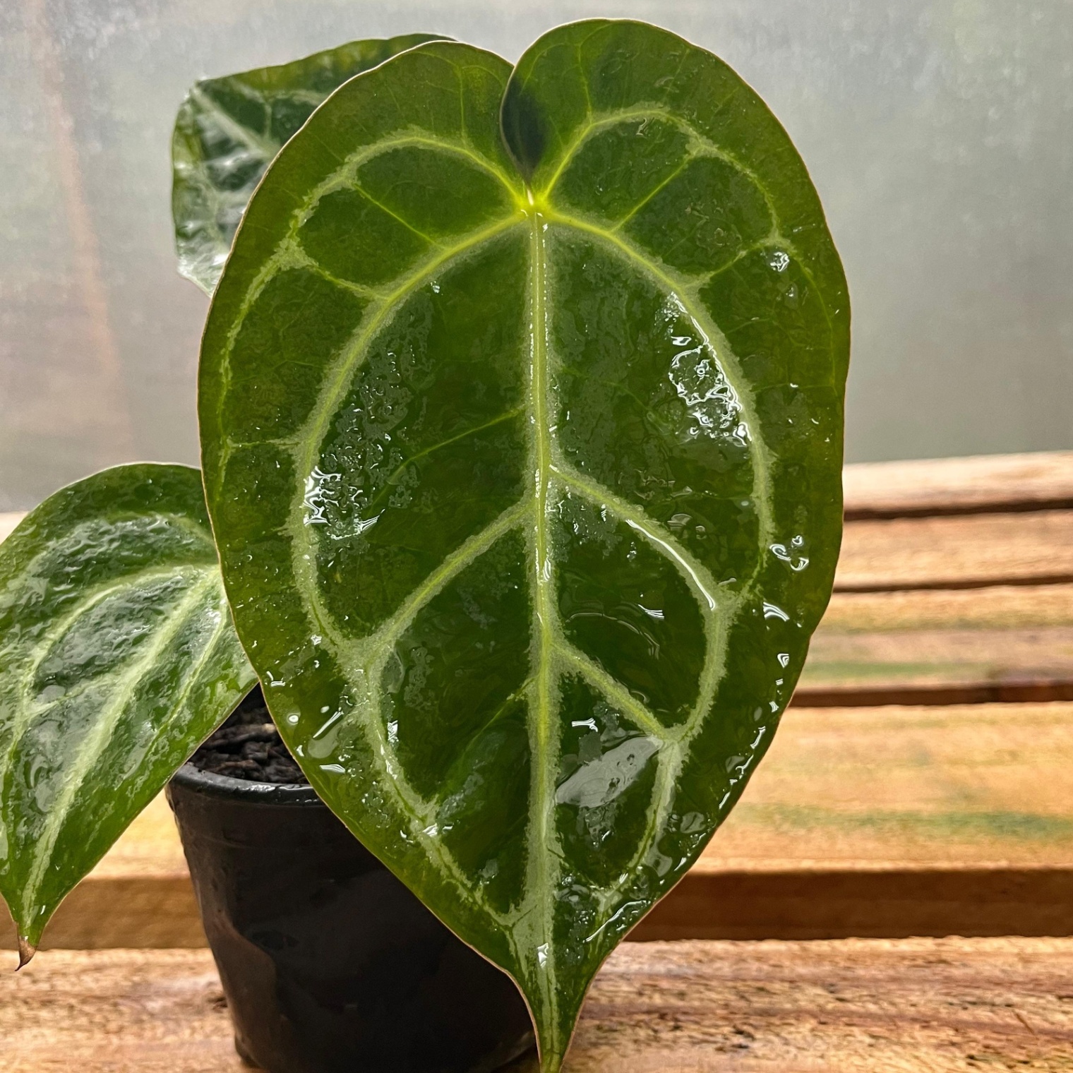  Anthurium Crystallinum  - Vista previa
