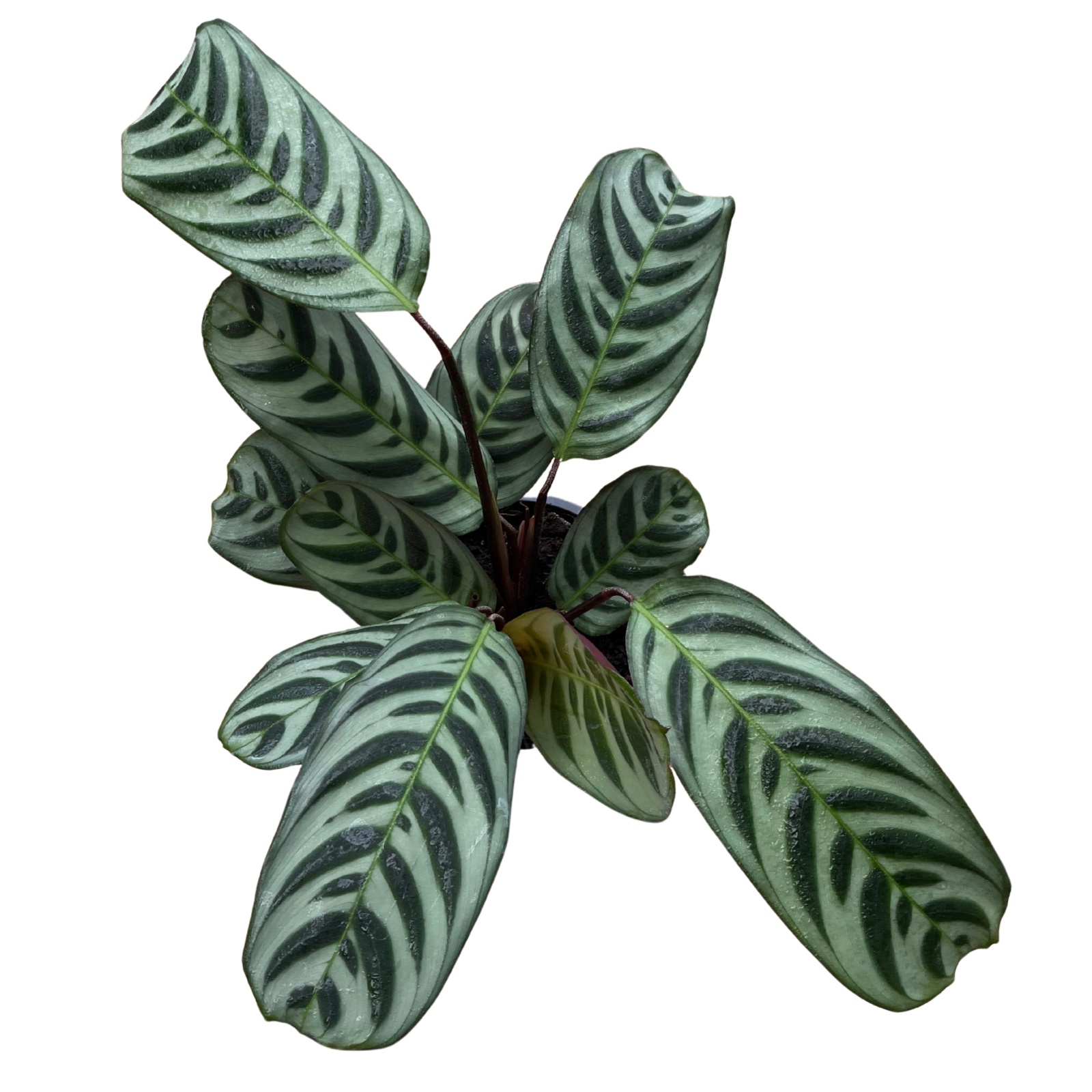 Calathea Burle Marxii