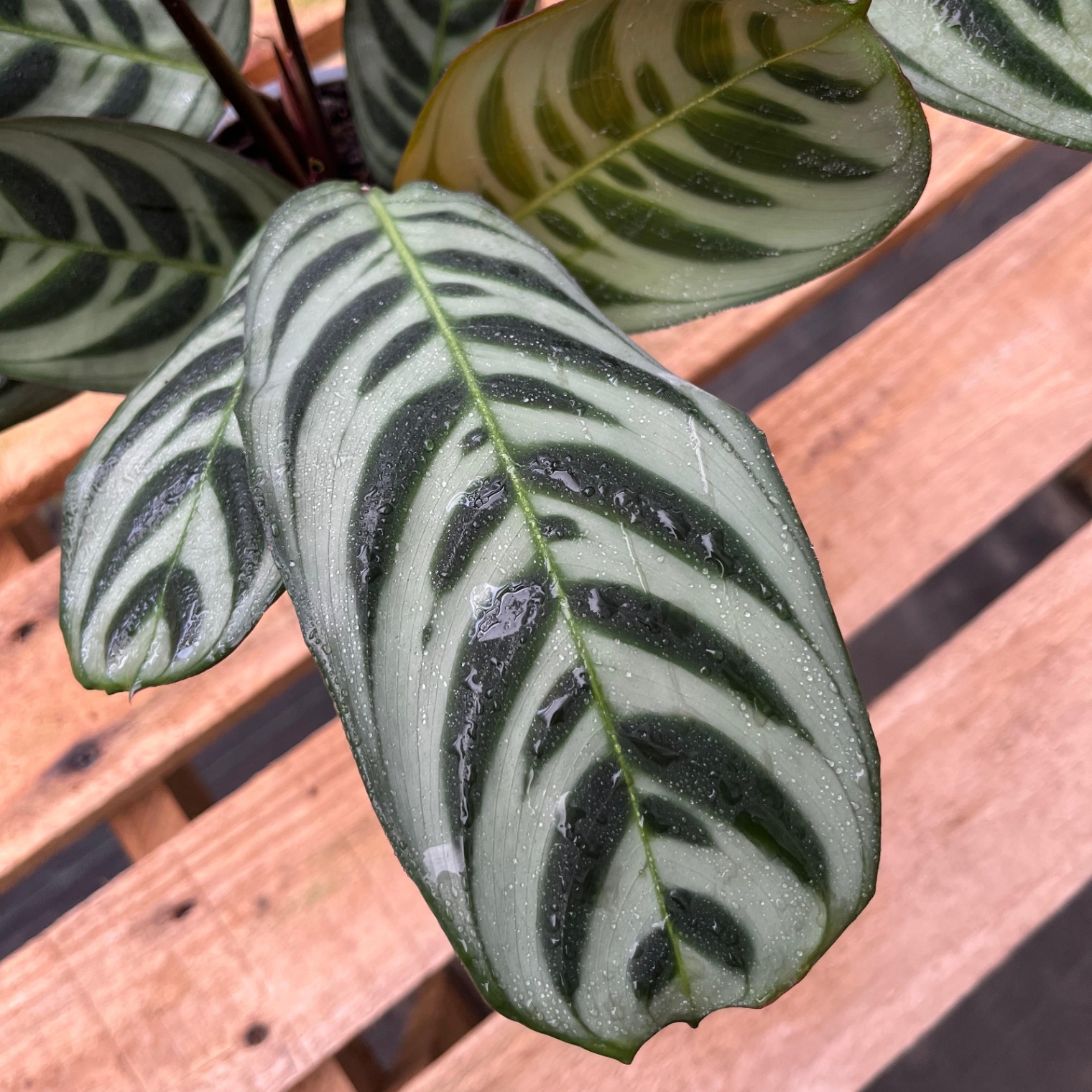Calathea Burle Marxii - Vista previa