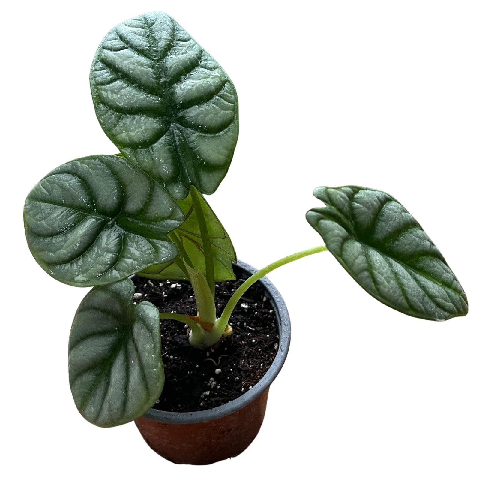 Alocasia Silver Dragon