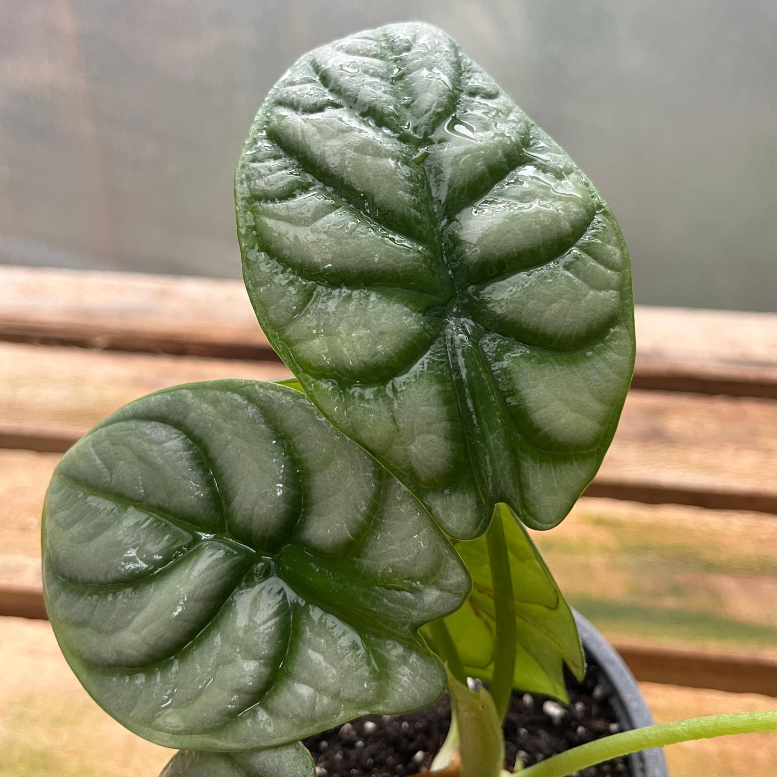 Alocasia Silver Dragon - Vista previa