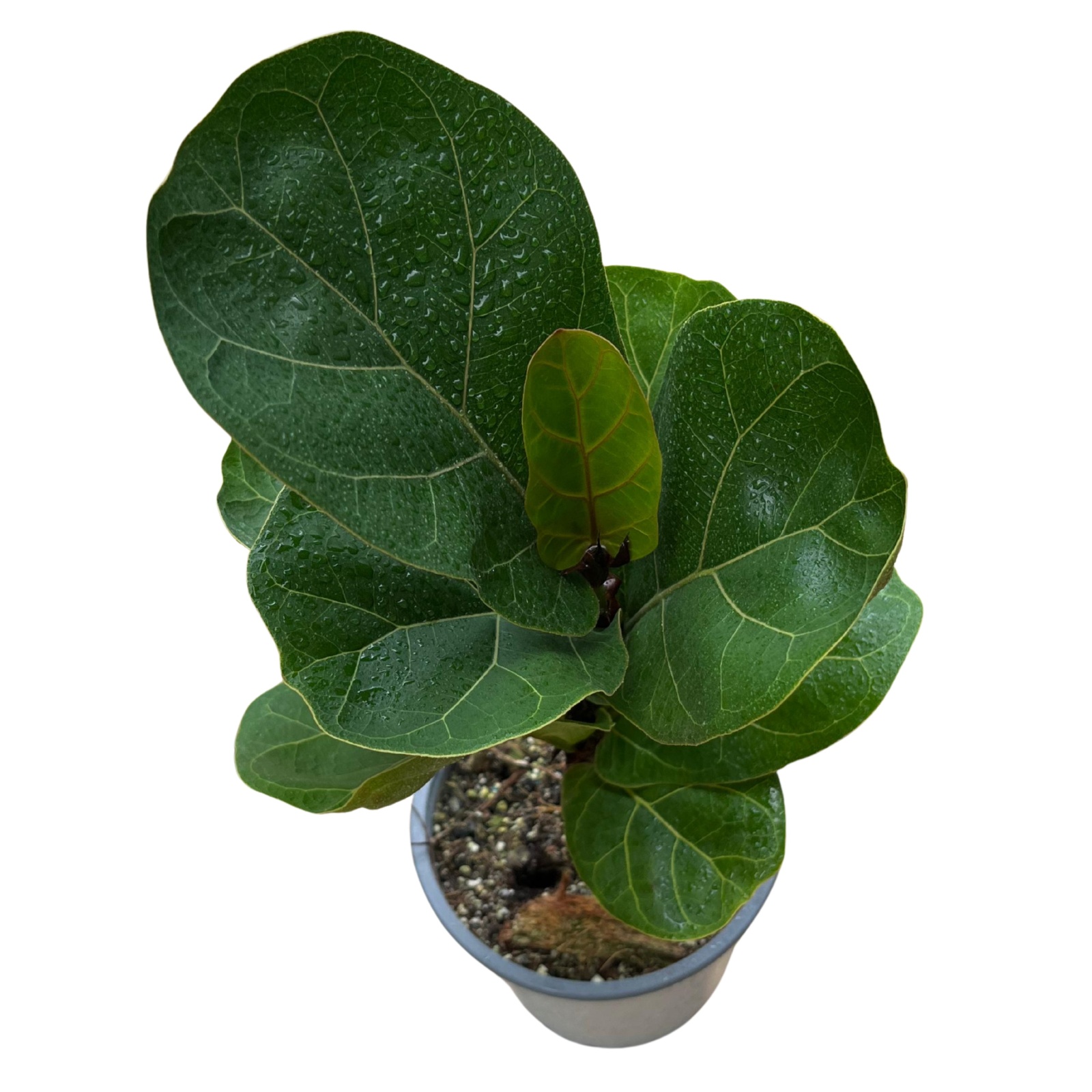 Ficus Lyrata Bambino