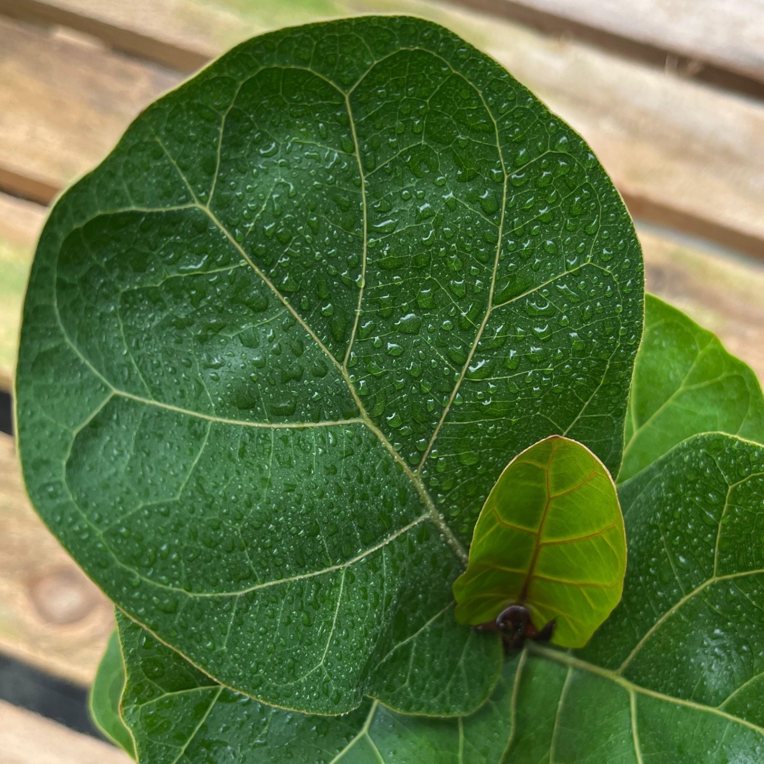 Ficus Lyrata Bambino - Vista previa