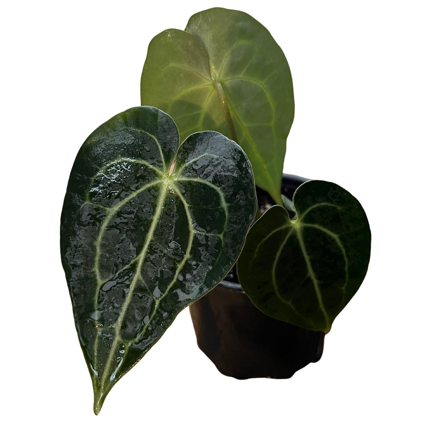 Anthurium Clarinervium