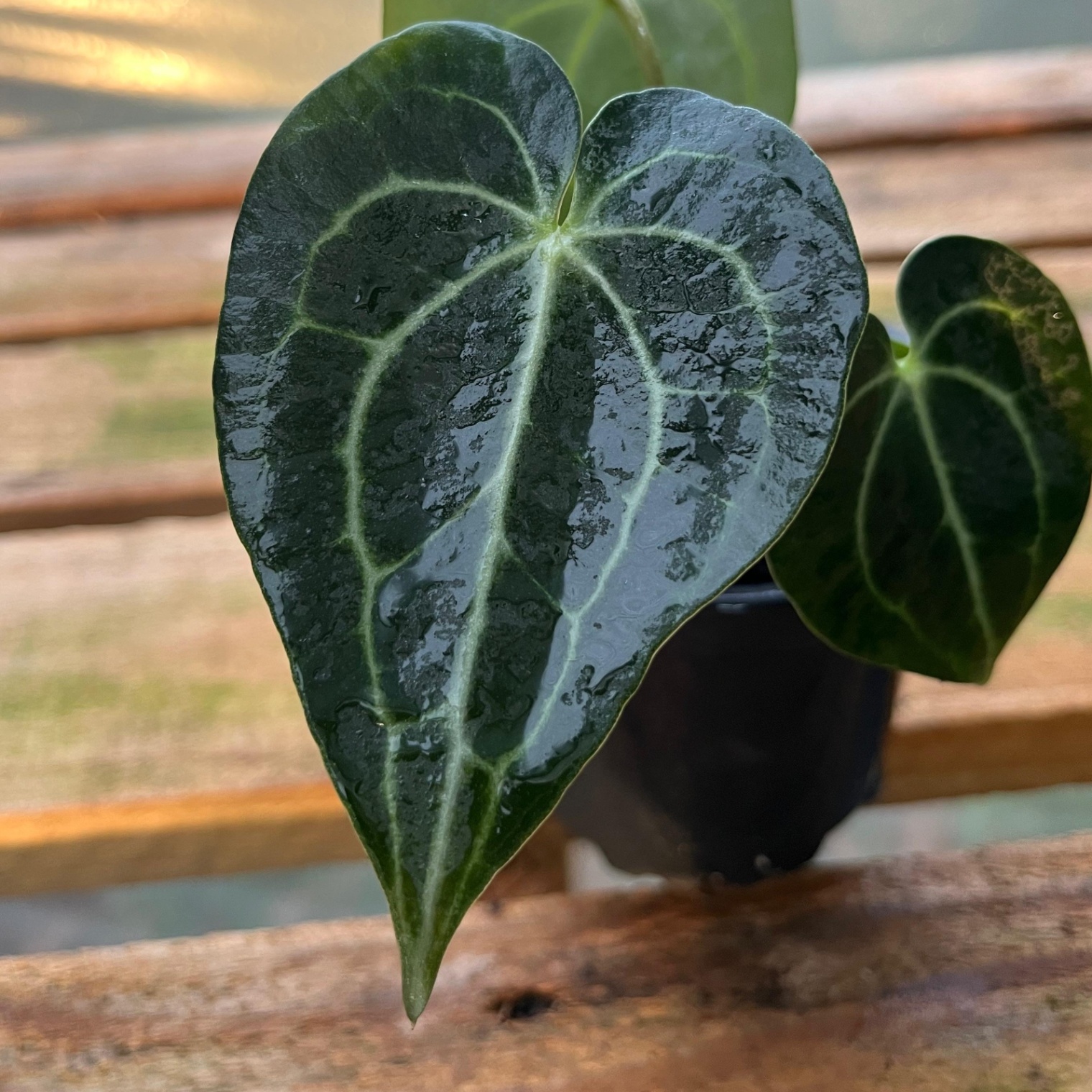Anthurium Clarinervium - Vista previa