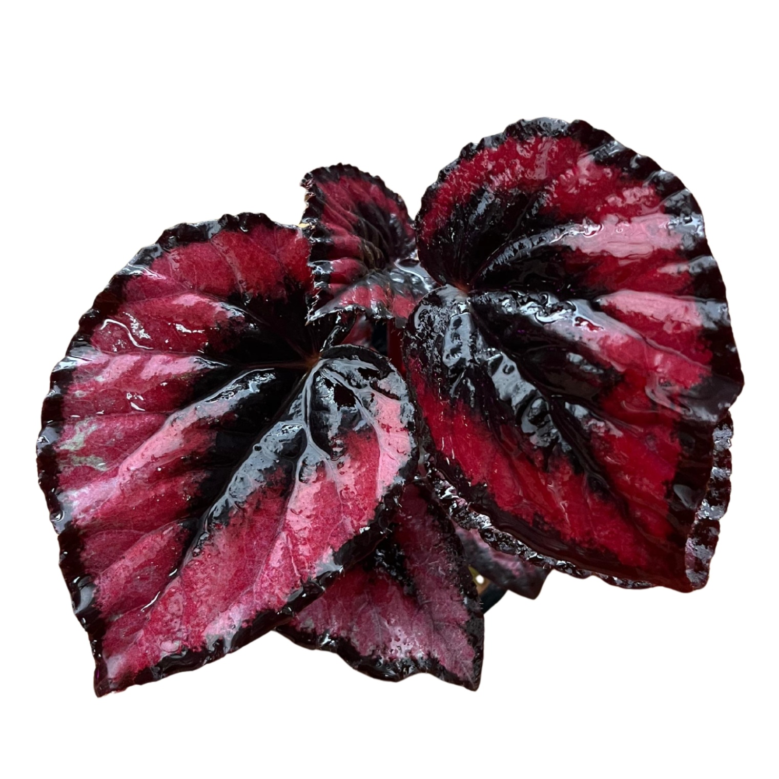 Begonia Red Kiss