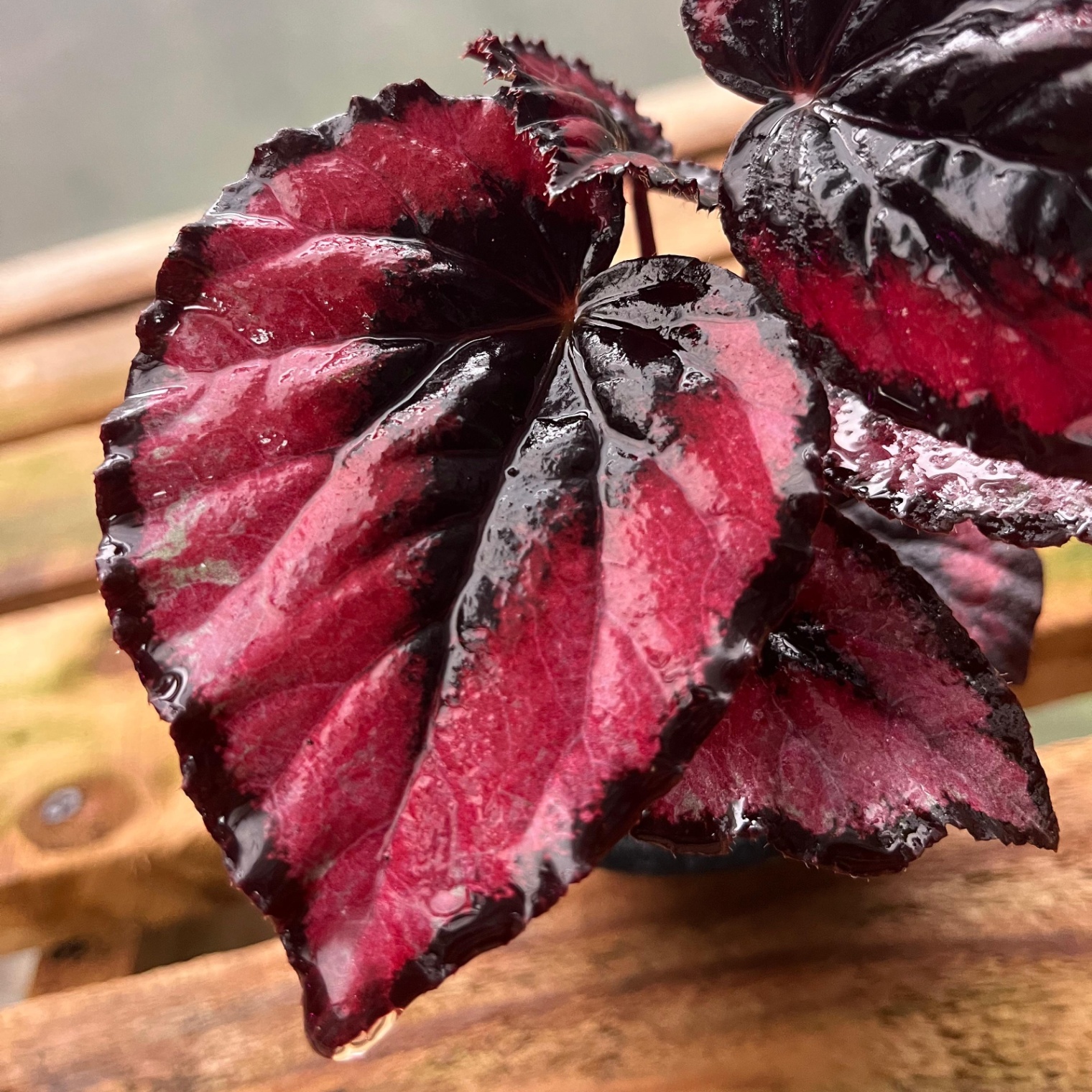 Begonia Red Kiss - Vista previa