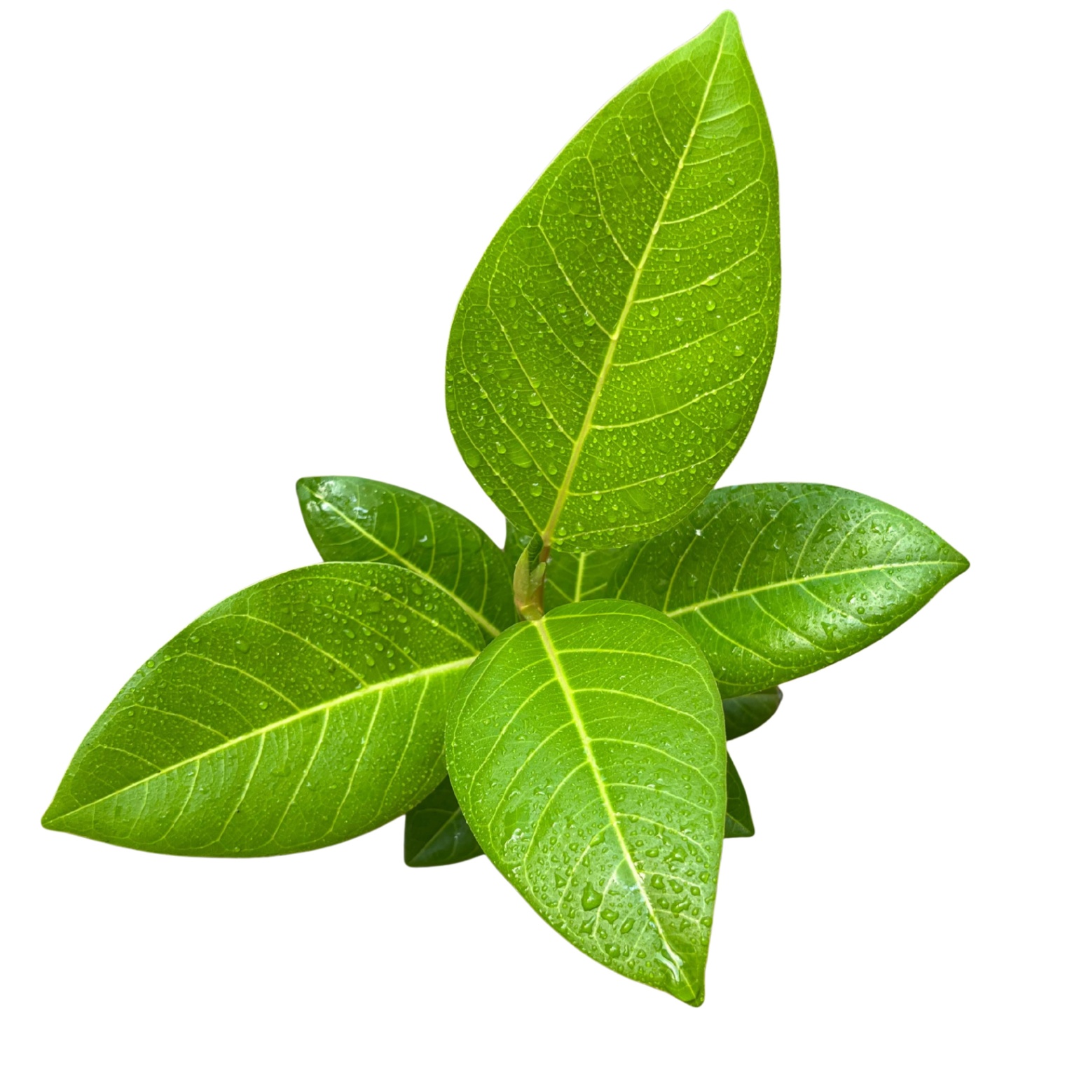 Gomero Altisima